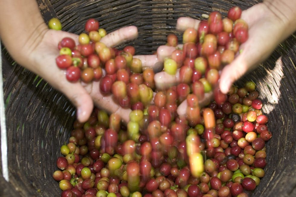 Fresh picked coffee is sorted before being sent to a roasting plant.