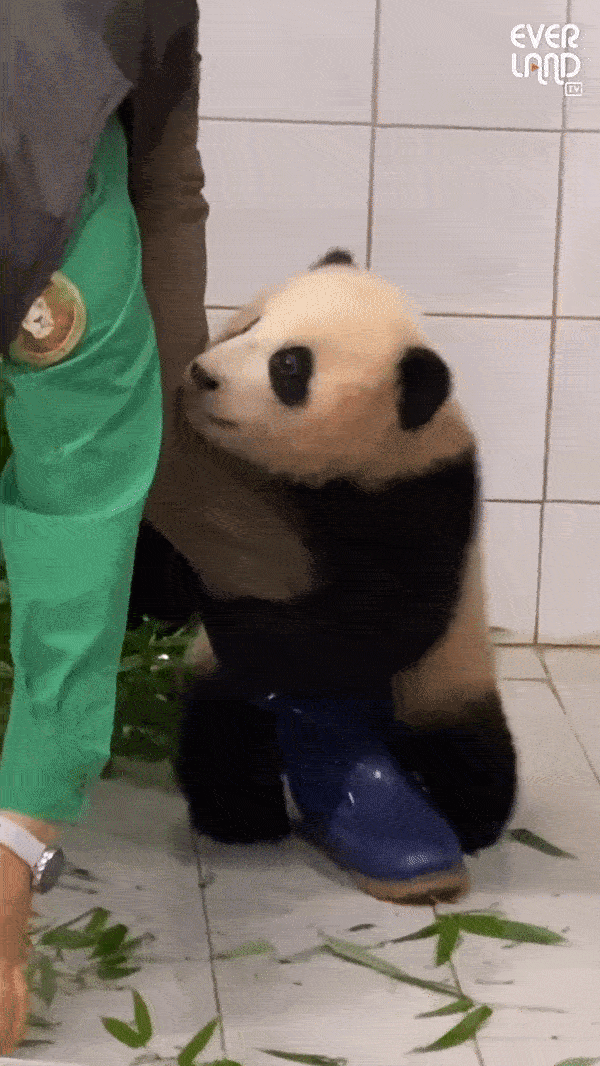 Fu Bao gained global attention three years ago when a video of her went viral on YouTube.