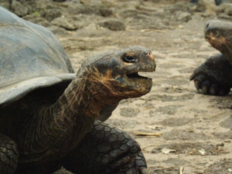 Galapagos tortoise at the Charles Darwin Research Station