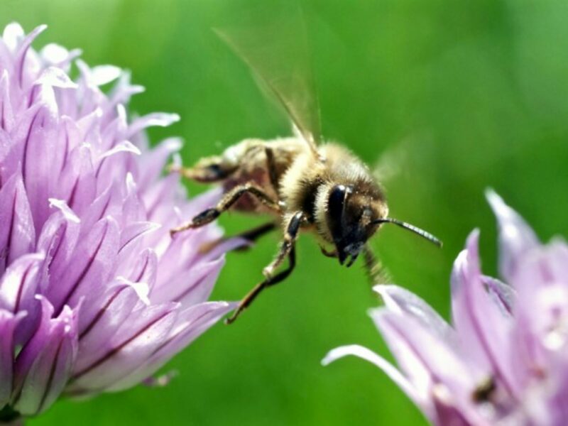 Generating a lot of buzz