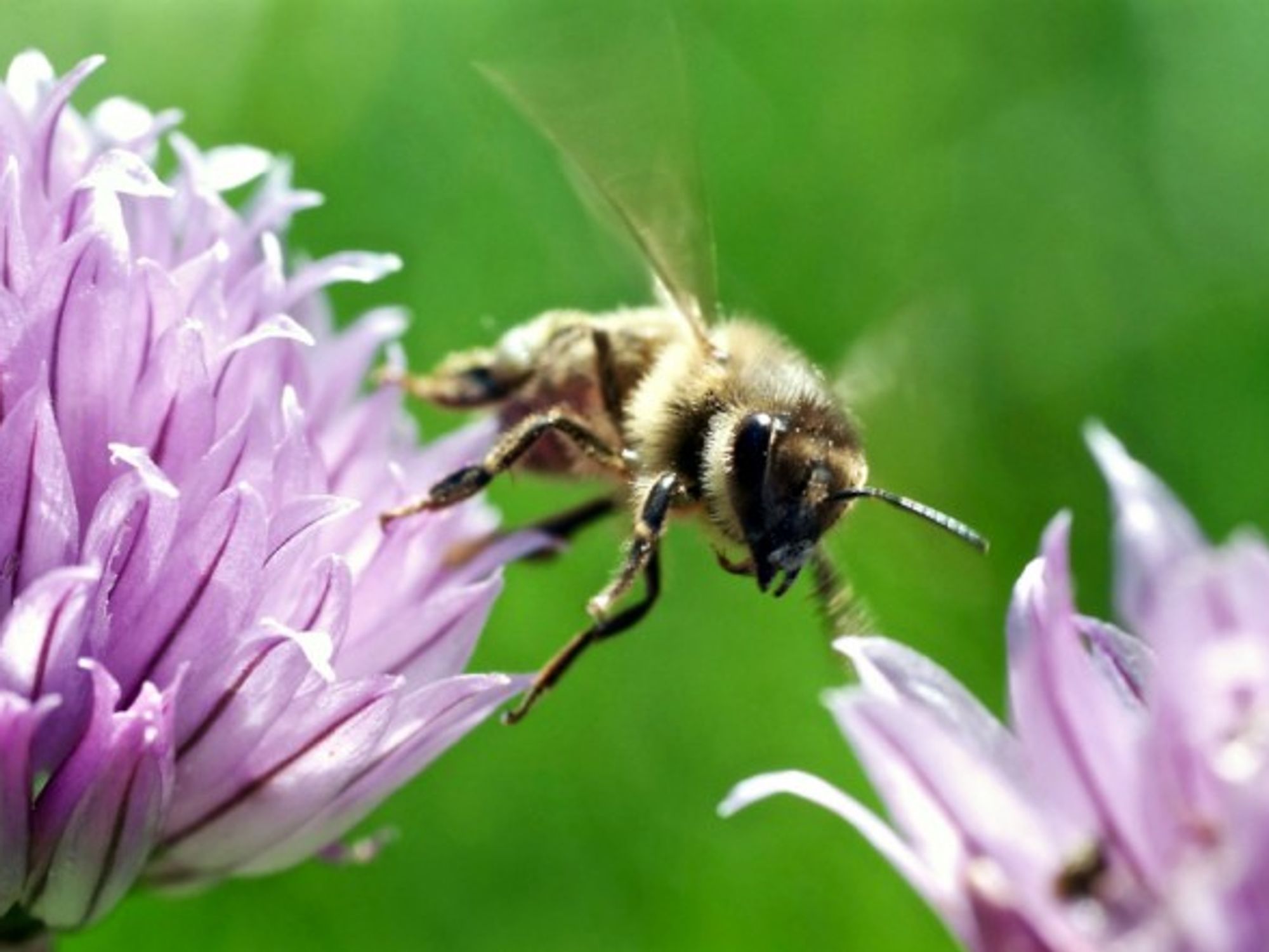 Generating a lot of buzz