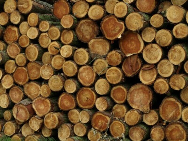 Germany imports 6 million cubic meters of illegal wood every year (DH Wright)