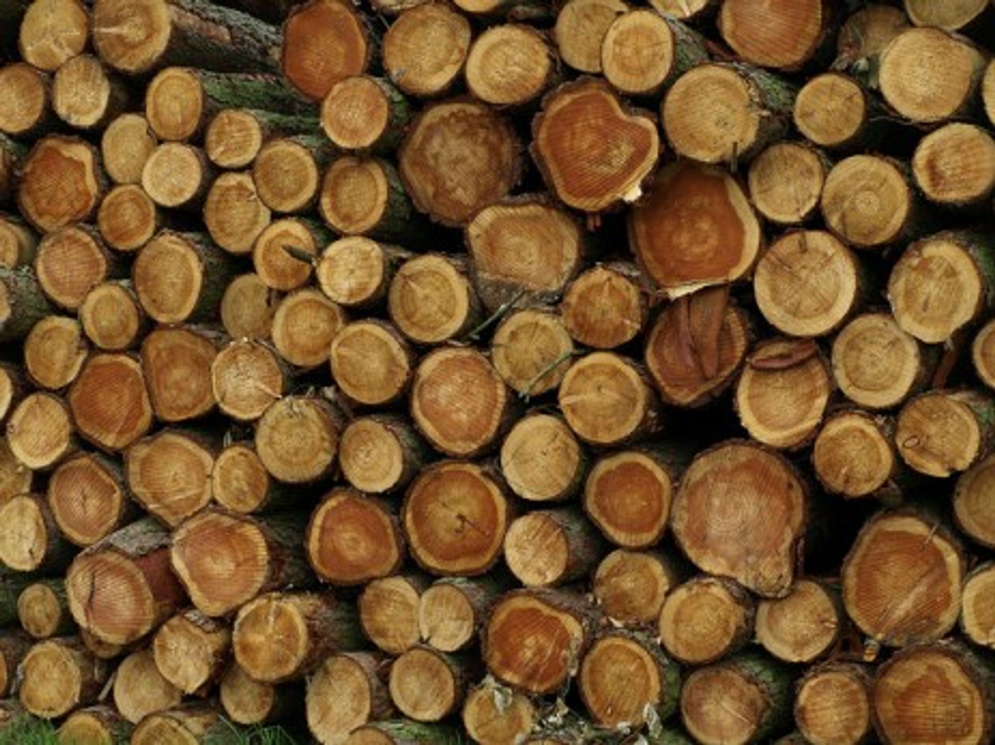 Germany imports 6 million cubic meters of illegal wood every year (DH Wright)
