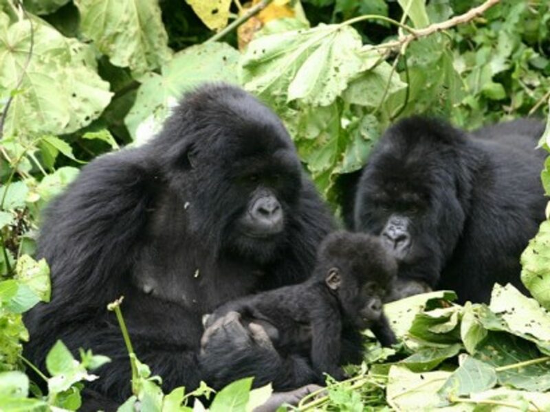 Getting close to our primate cousins (derekkeats)