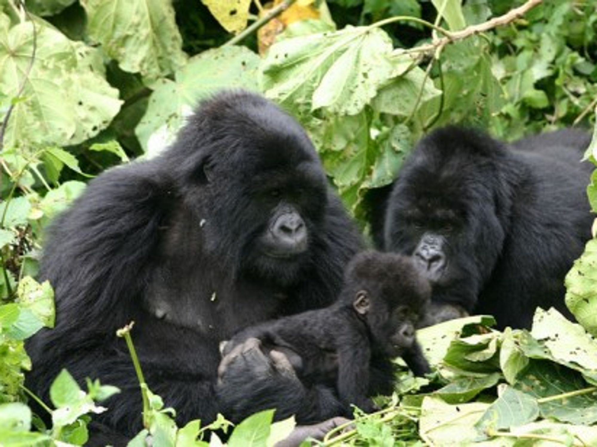 Getting close to our primate cousins (derekkeats)