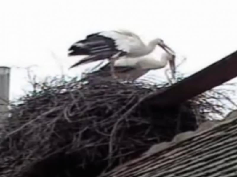 Going The Distance: Loved-Up Storks Edition