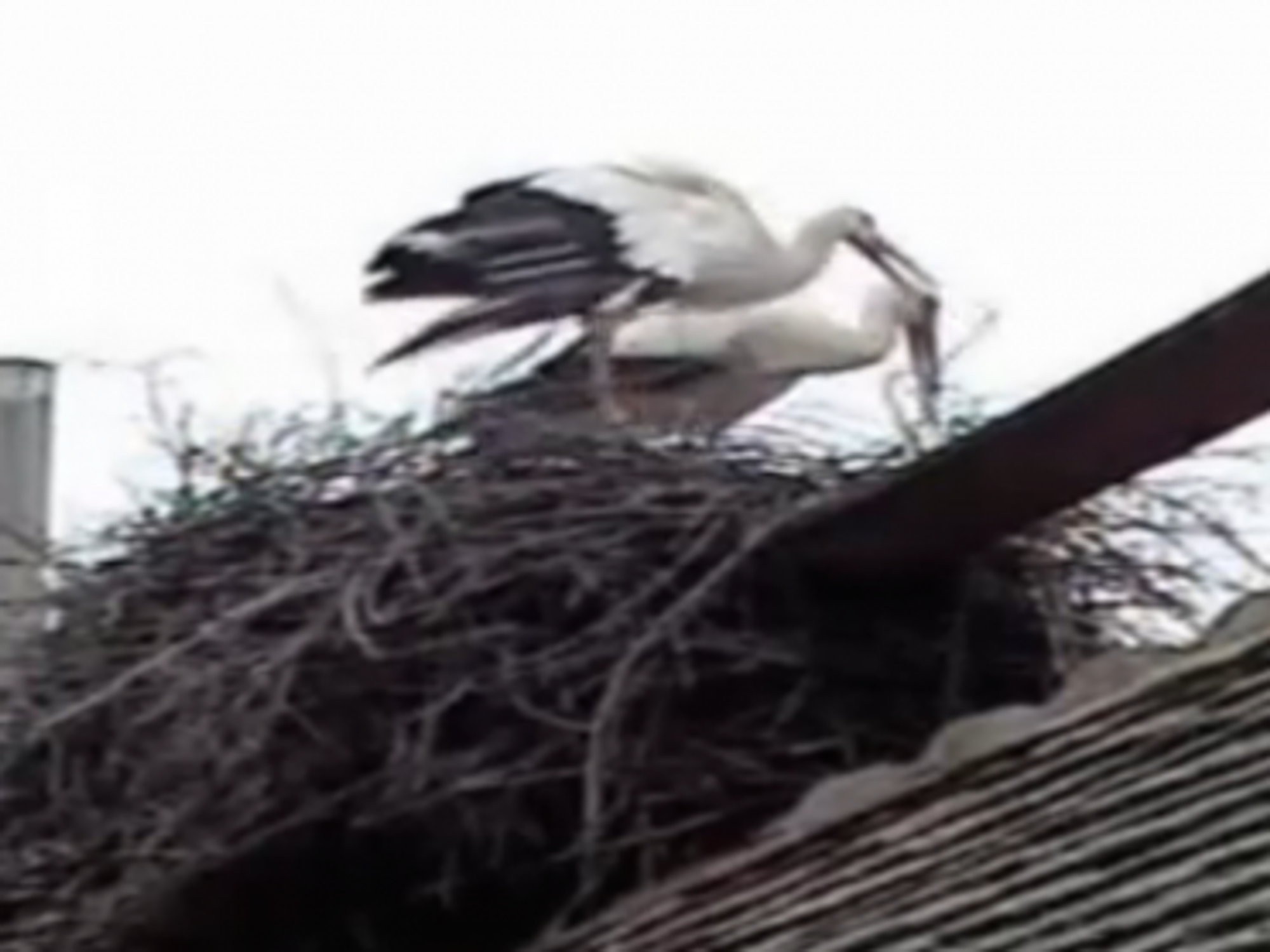 Going The Distance: Loved-Up Storks Edition