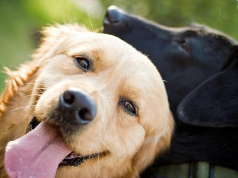 Golden Retreivers and Black Labs are reputed to be gentle and sociable breeds