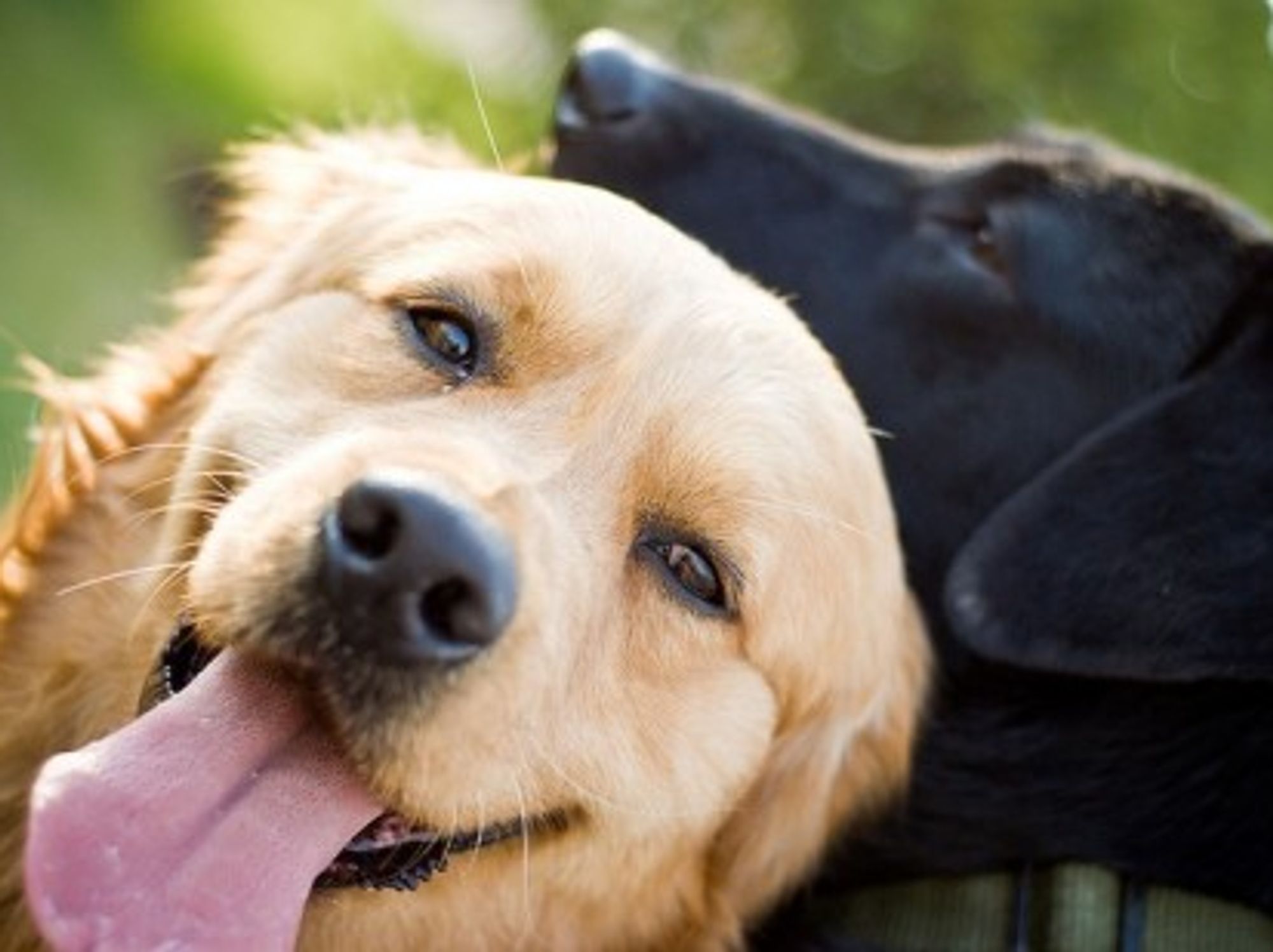 Golden Retreivers and Black Labs are reputed to be gentle and sociable breeds
