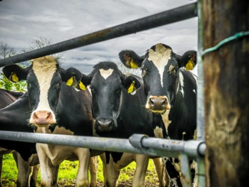 Good News For Ireland's Farting Cows