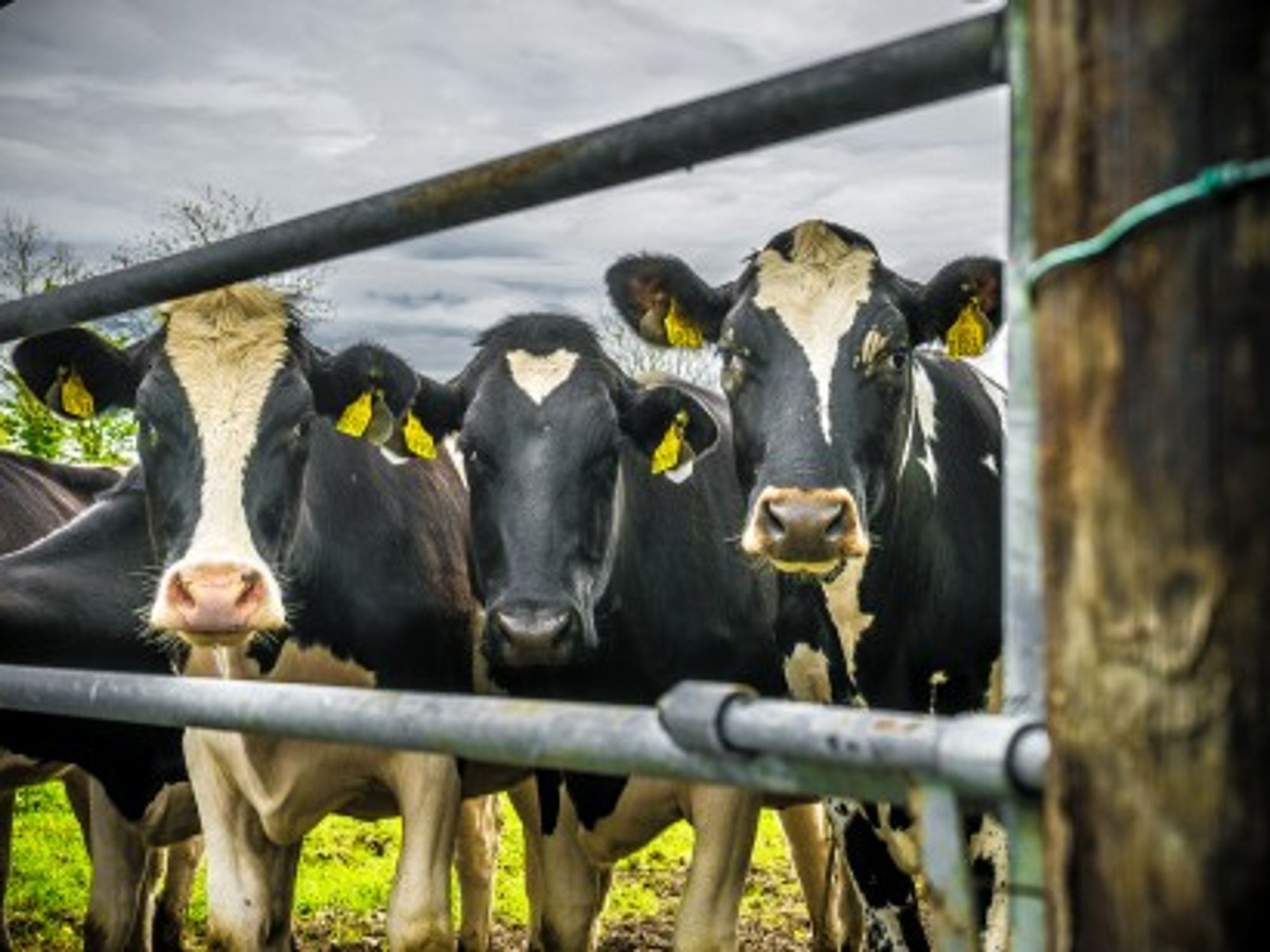 Good News For Ireland's Farting Cows