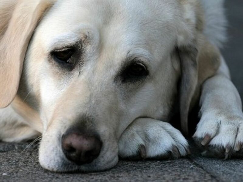 GPS trackers can help owners reunite with thier beloved dogs