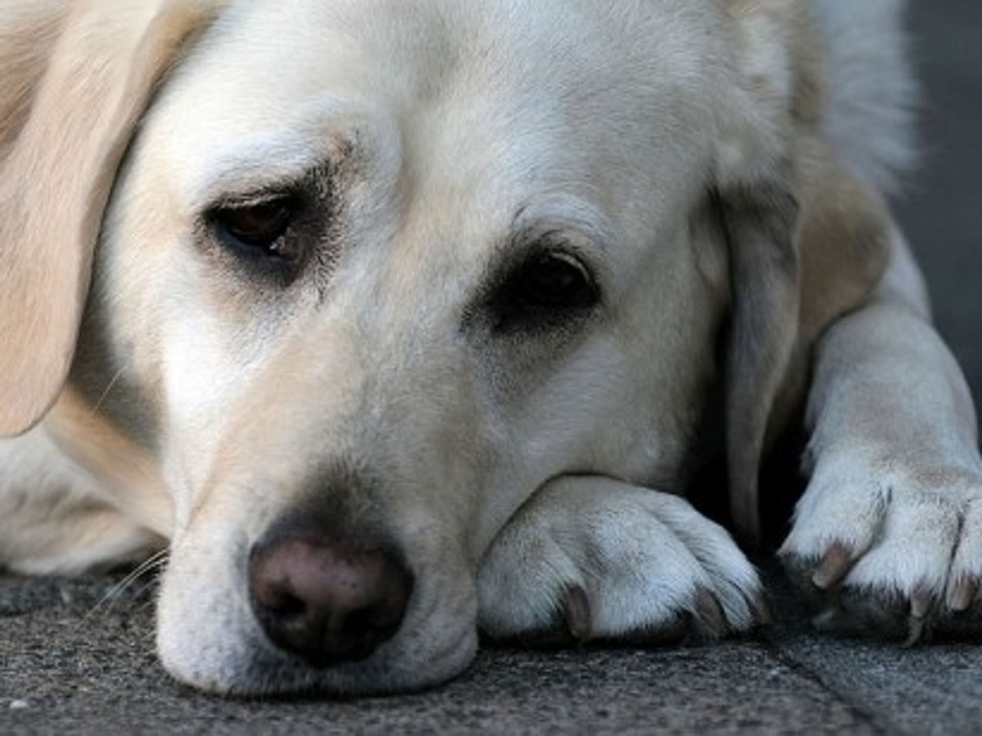 GPS trackers can help owners reunite with thier beloved dogs