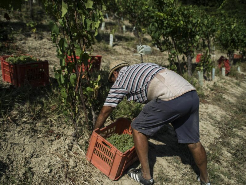 An Italian Winemaker Speaks Out About Migrant Workers Exploited In The Vineyards