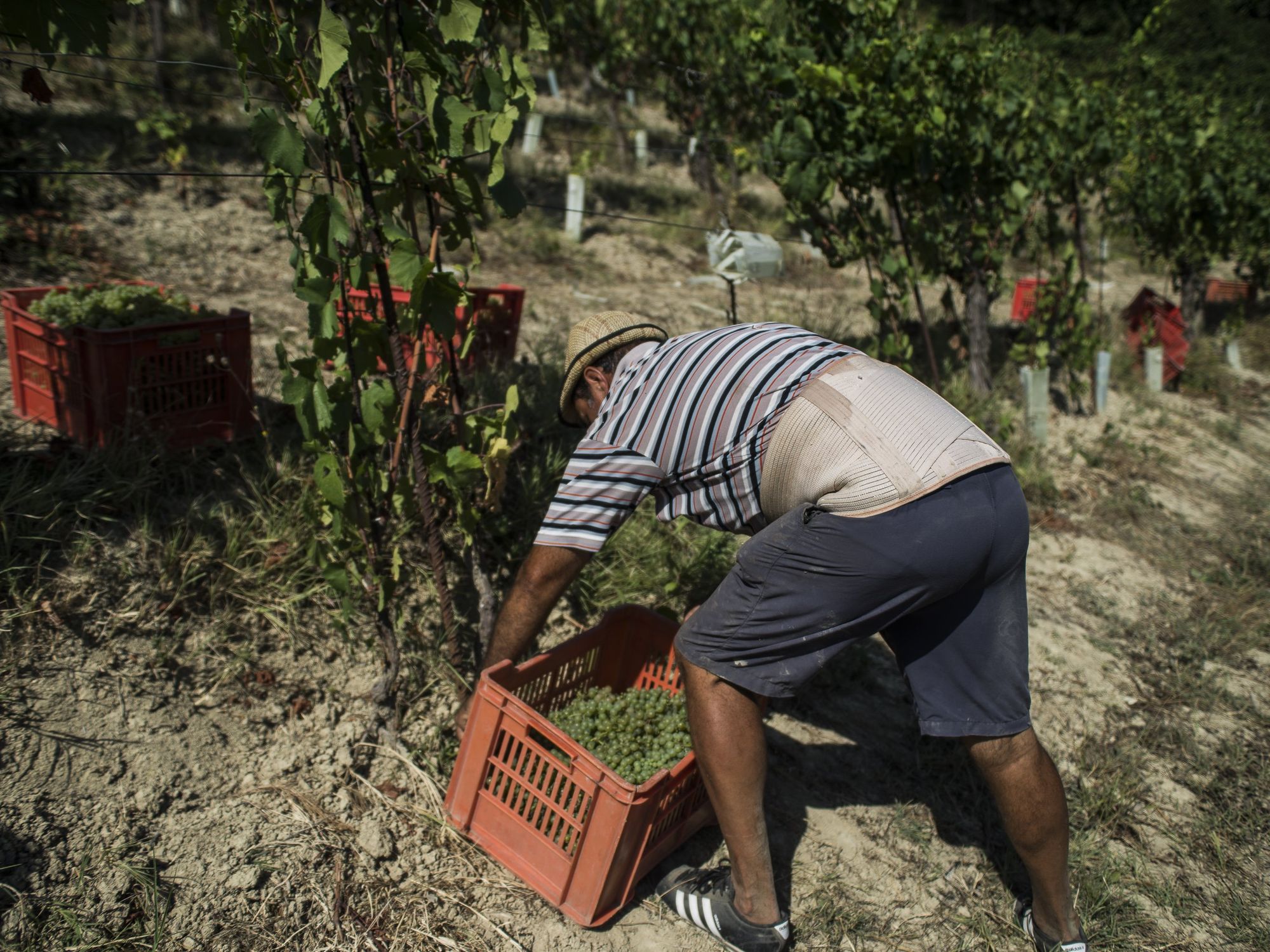 An Italian Winemaker Speaks Out About Migrant Workers Exploited In The Vineyards