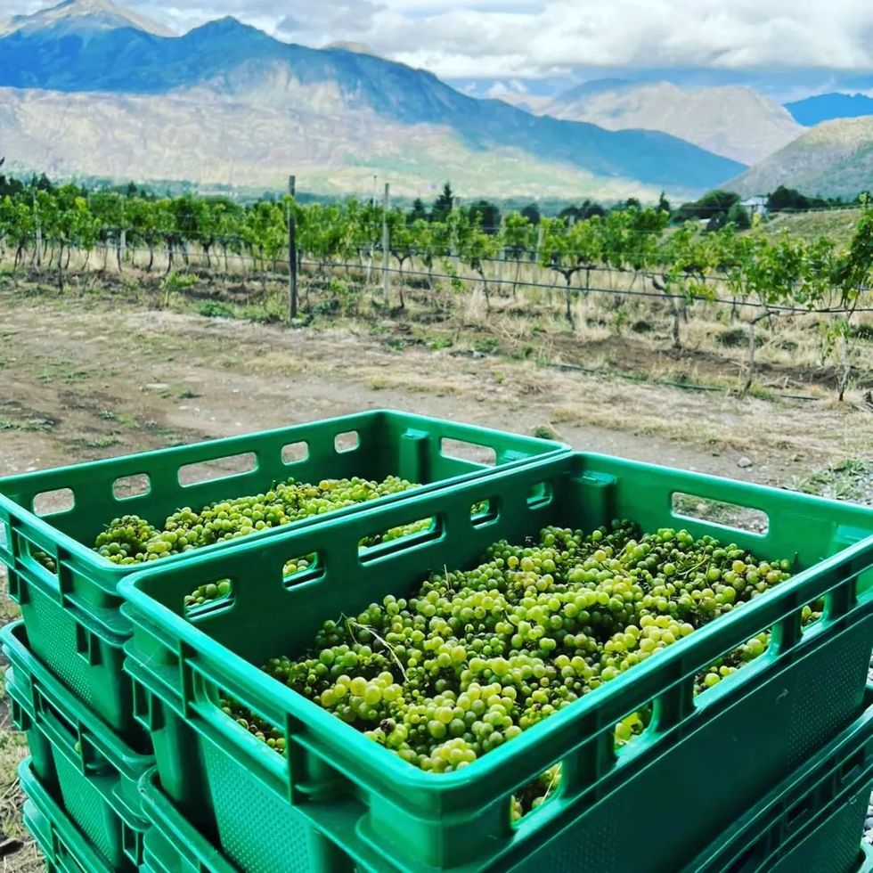 Green crates full of green grapes on the El Hoyo vineyard