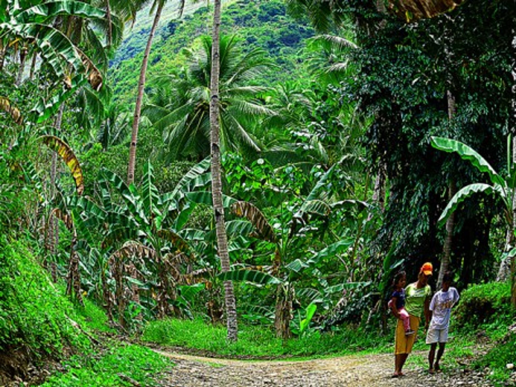 Green grows on the island of Mindanao