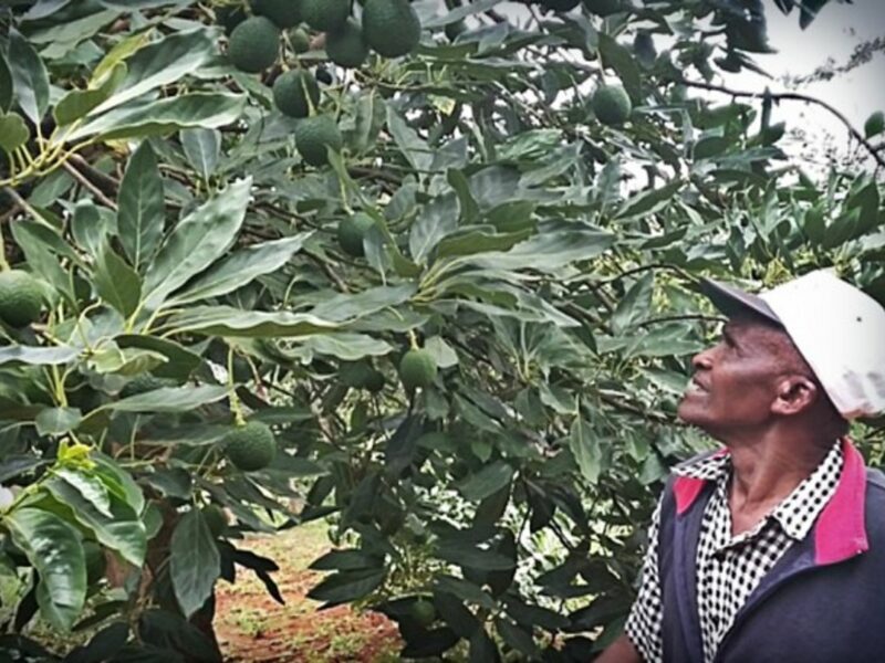 Growing avocado in Kenya