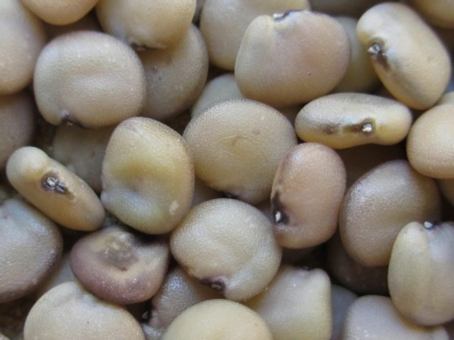 Guar seeds.