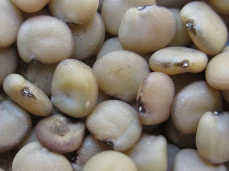 Guar seeds.
