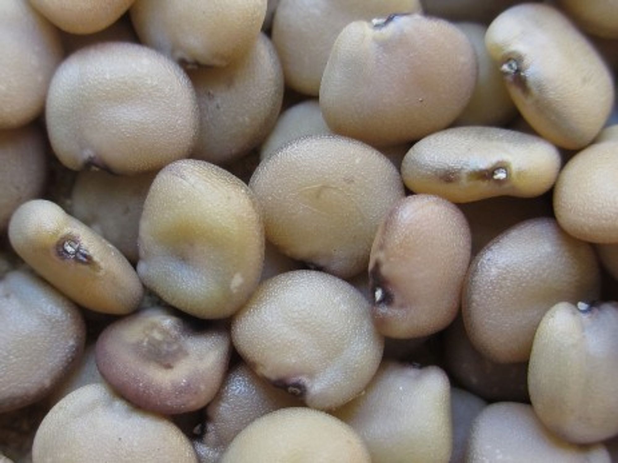 Guar seeds.