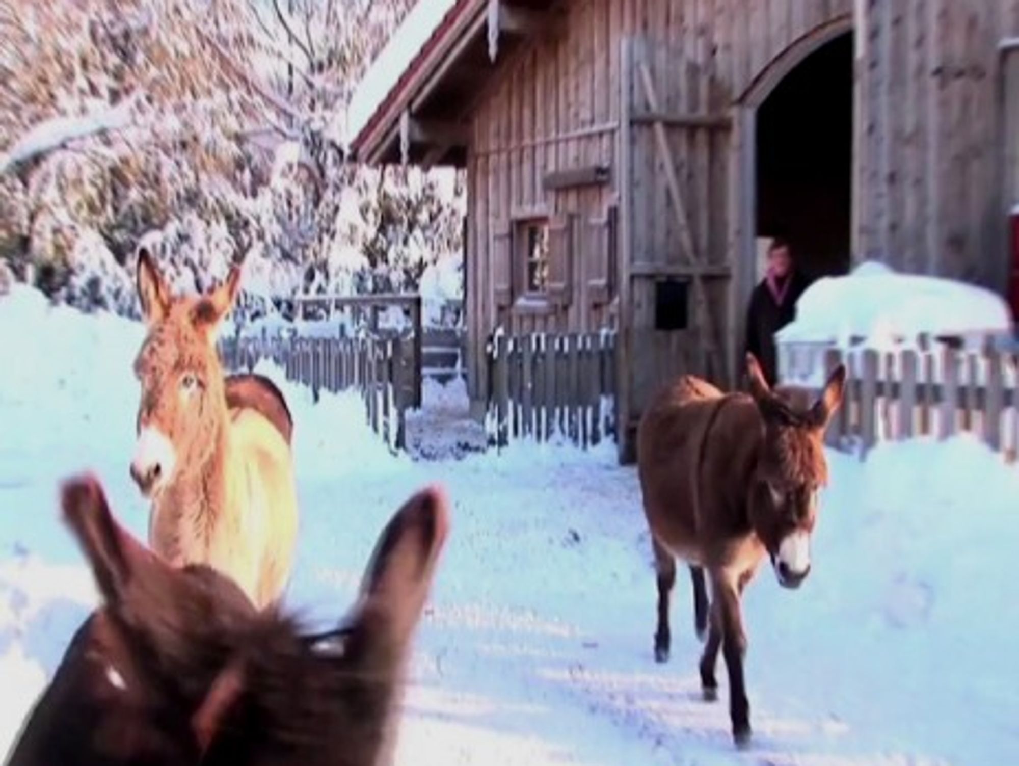 Gut Aiderbichl is an Austrian sanctuary for animals, including 50 donkeys.