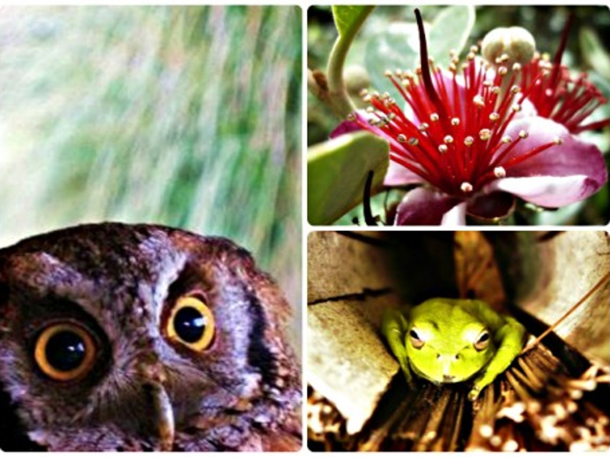 Happy future residents: short-eared owl, feijoa flowers, dendropsophus labialis