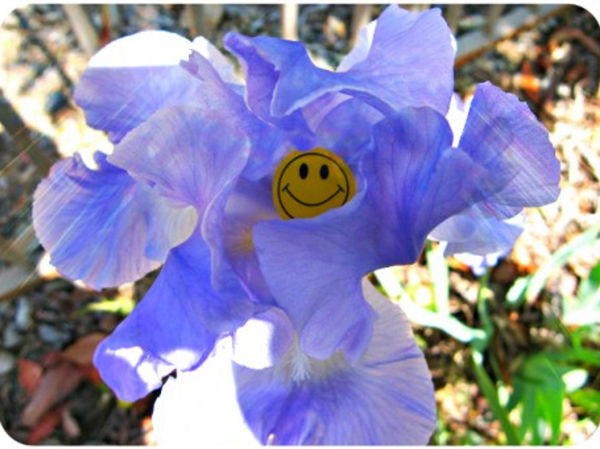 Happy iris