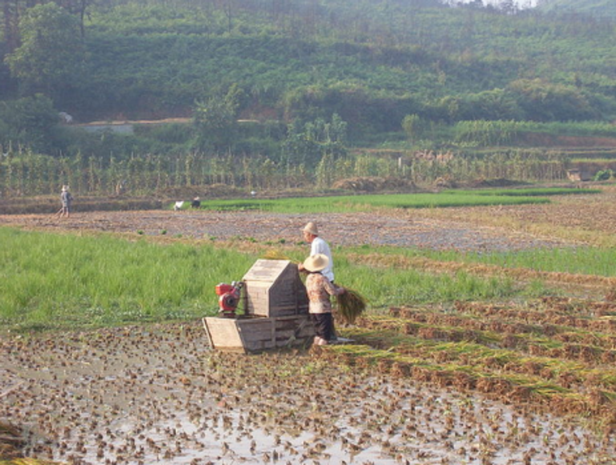Harvest rice field in Xiangtan, Hunan, China