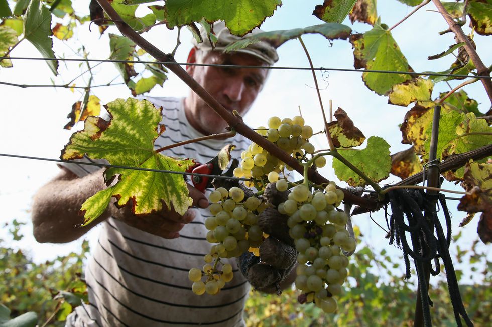 Harvesting grapes at the Abrau Durso winery