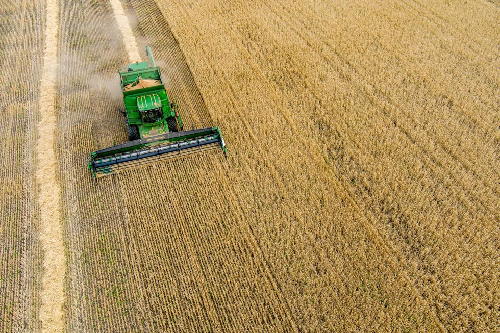 Harvesting wheat in Kherson