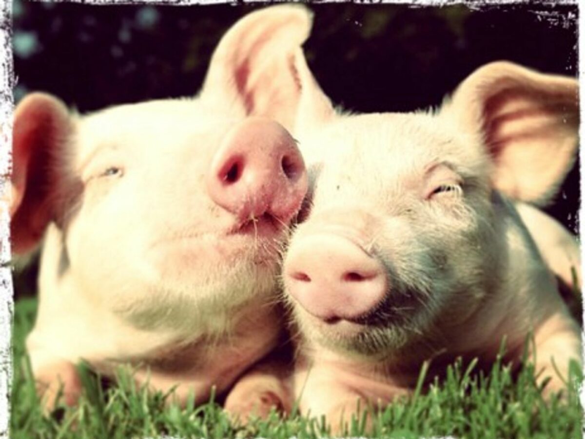 Have you seen the little piggies? (Editor's Note: these are a pair of unnamed pig supermodels, not Bella and Paula)