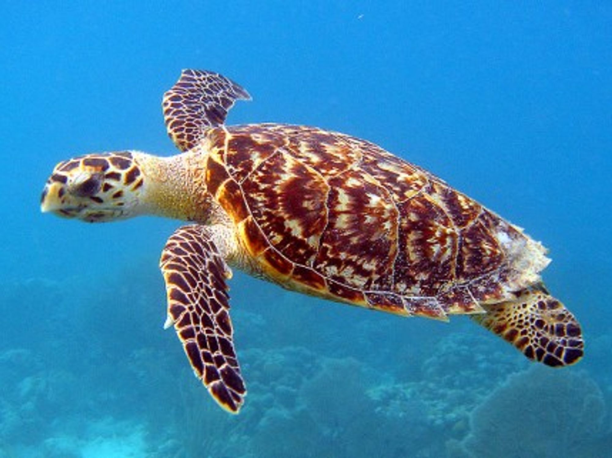 Hawksbill Turtles Thought Extinct Now Back On Colombia's Beaches