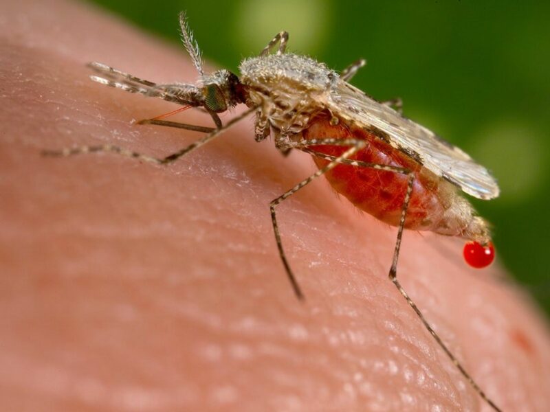 Here, an Anopheles stephensi mosquito is obtaining a blood meal from a human host.