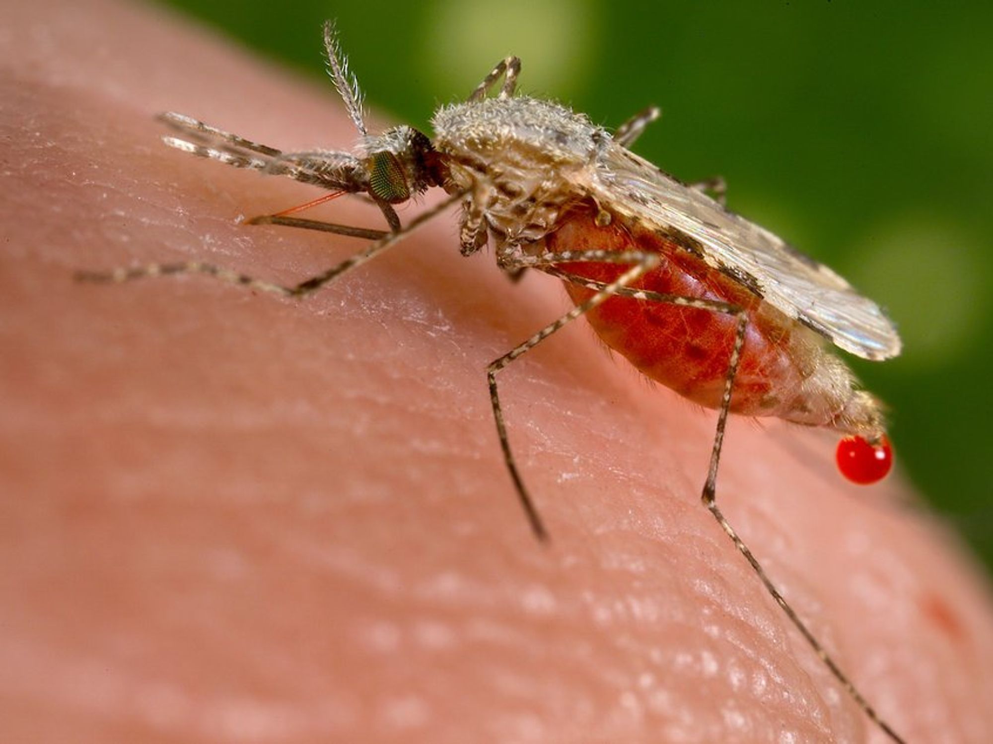 Here, an Anopheles stephensi mosquito is obtaining a blood meal from a human host.
