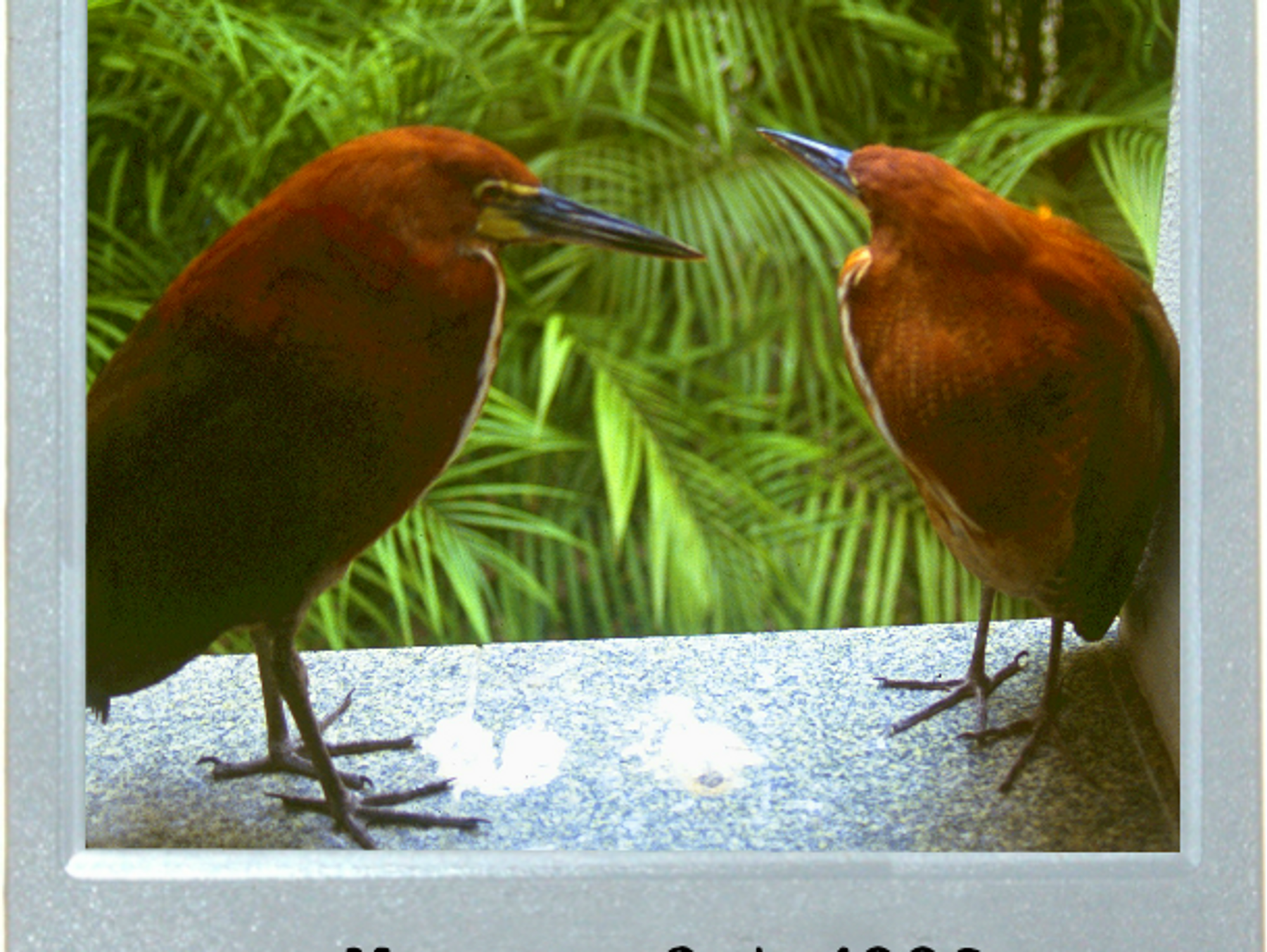 Here Fly The Little Amazonian Birds