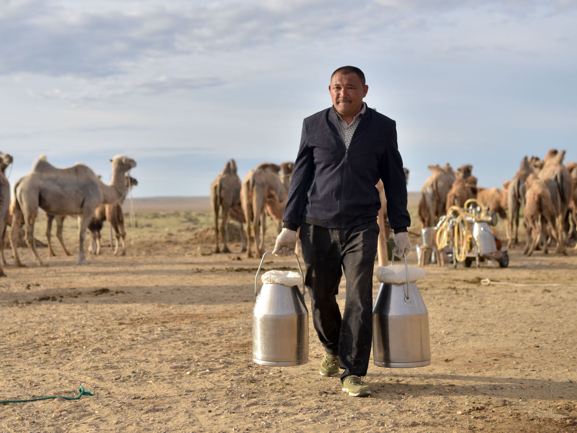 Hersman on a camel farm in China.