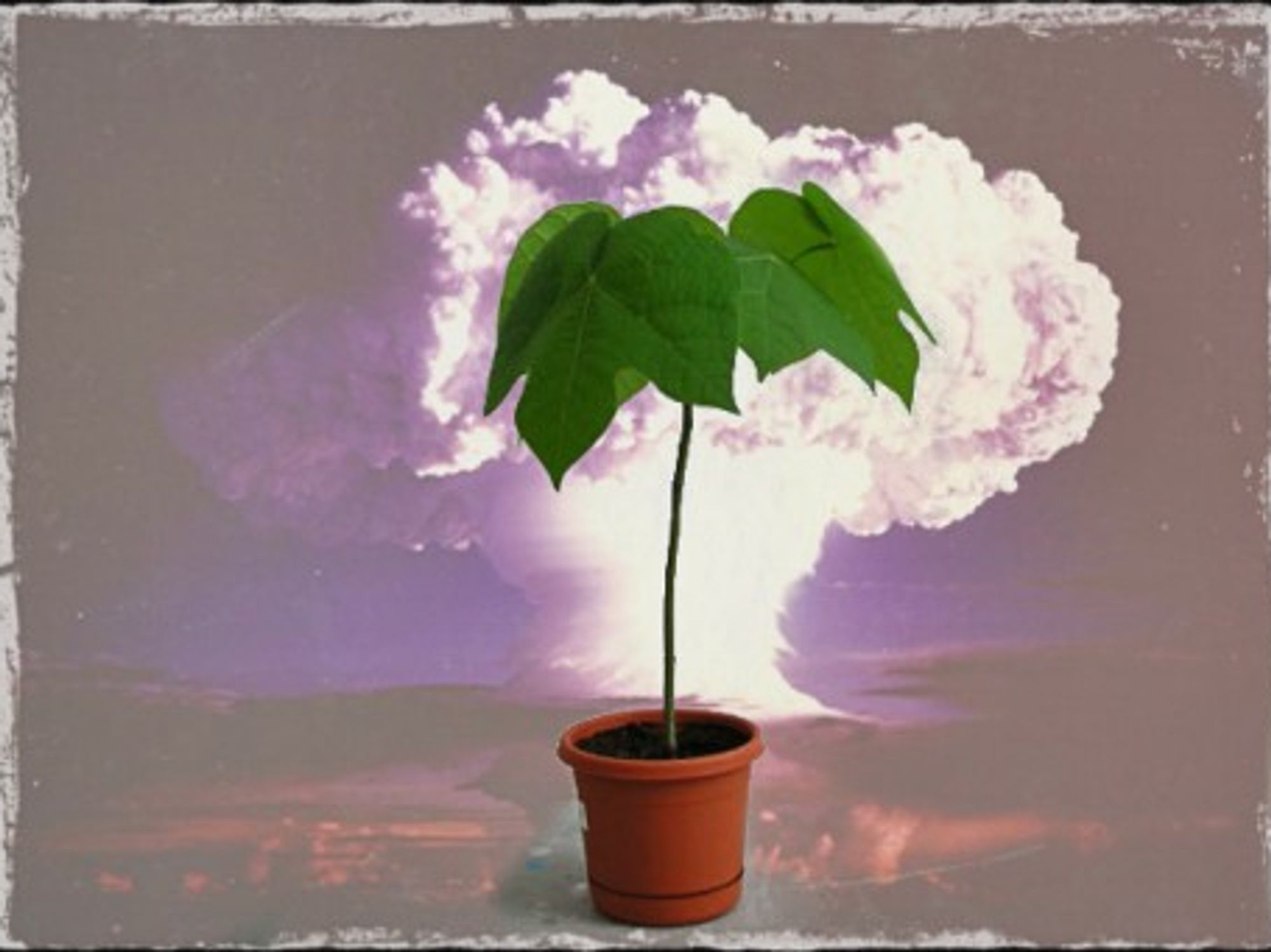 Hibaku Jumoku, the "survivor trees"