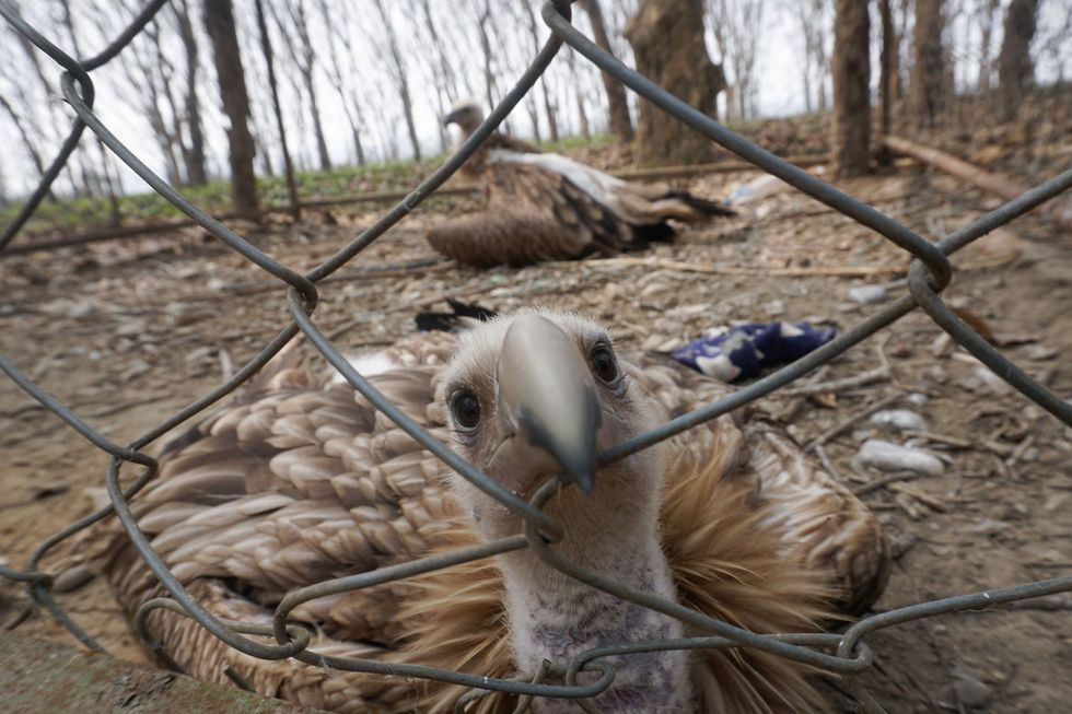 Himalayan vultures, which nest in craggy cliff faces in the wild, rest on the ground at Jamunkhadi’s community zoo.