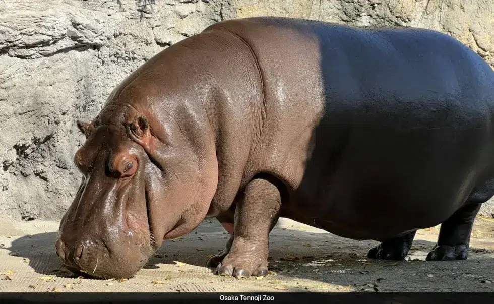Hippo? No, she poops