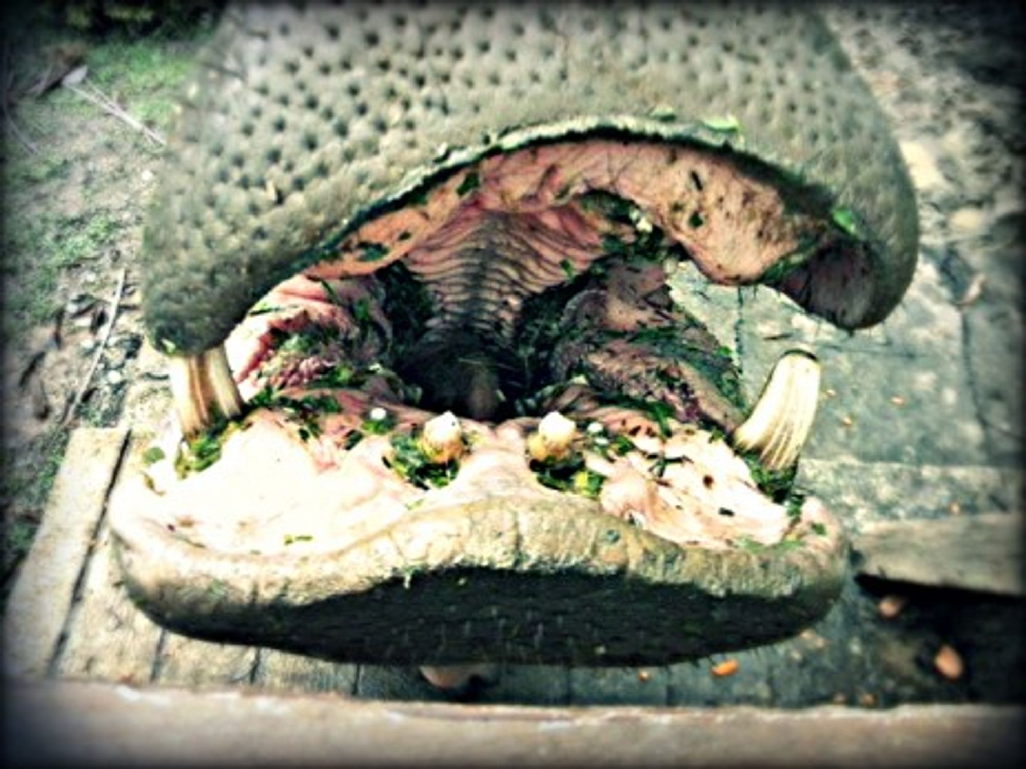 Hippos on the lam
