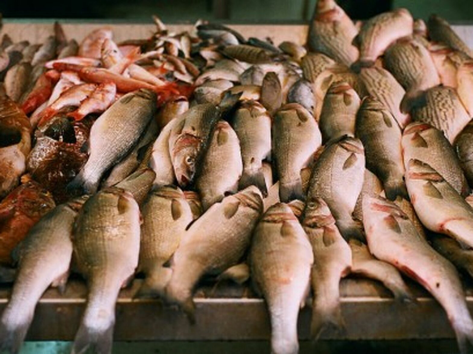 Hooked On A Feeling: Fish Can Feel Pain Too, You Guys