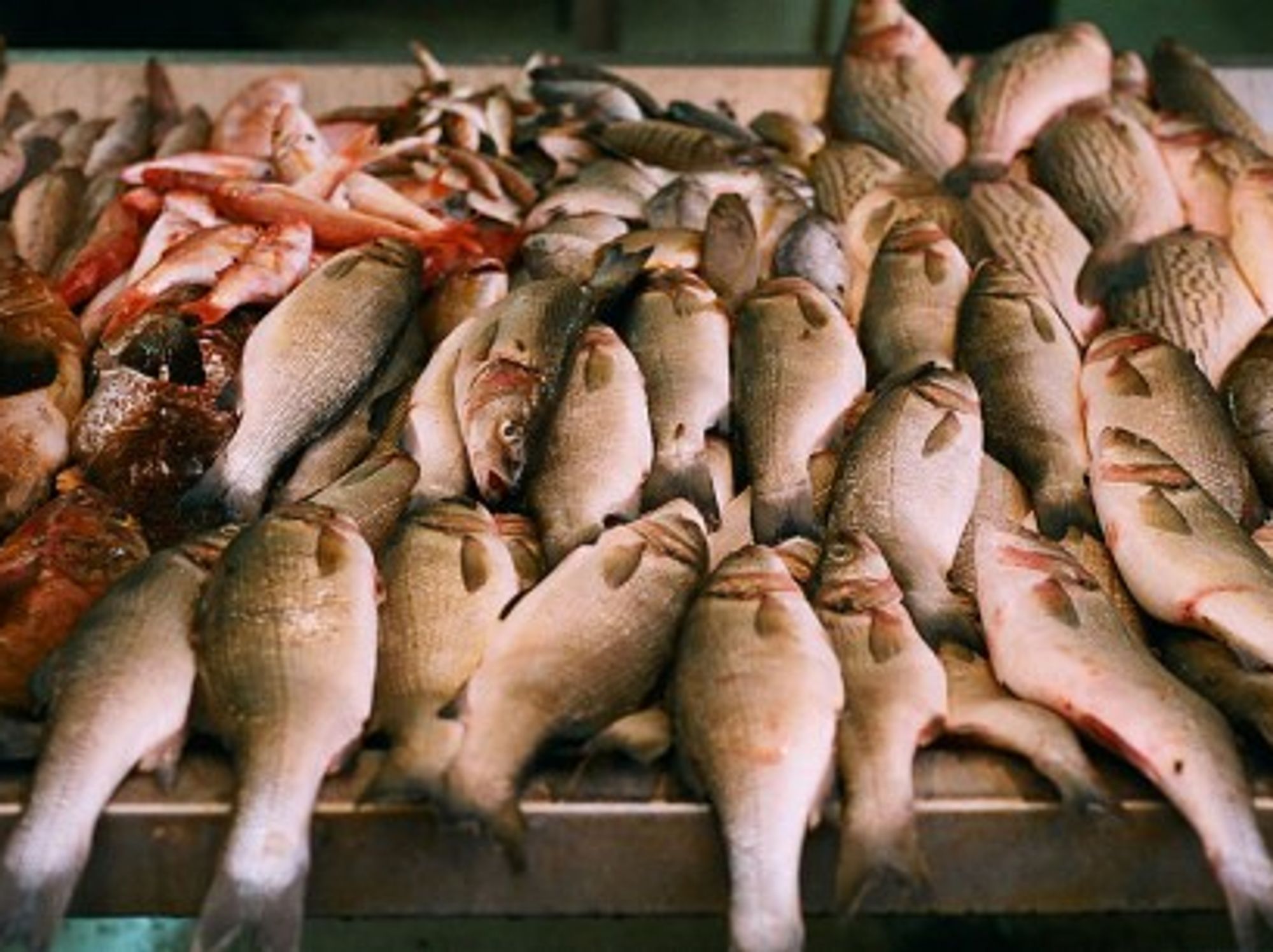 Hooked On A Feeling: Fish Can Feel Pain Too, You Guys