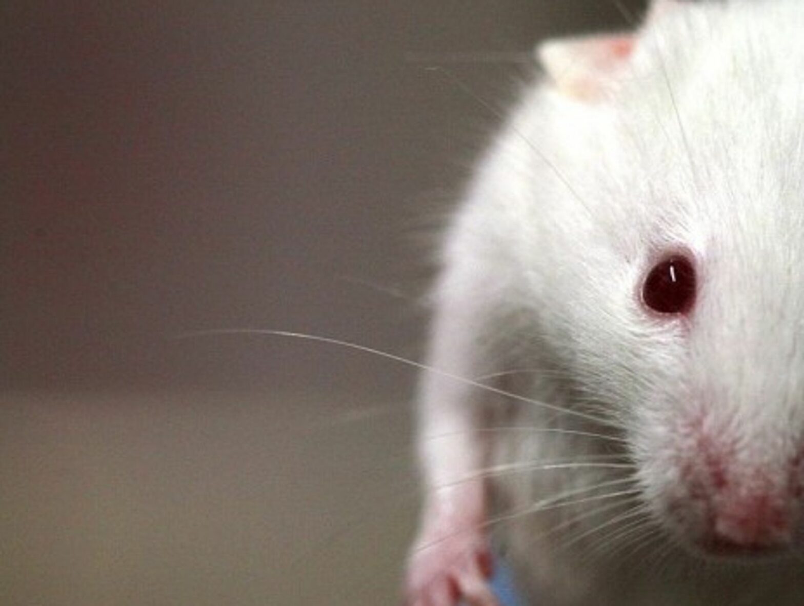 Horny lab mouse