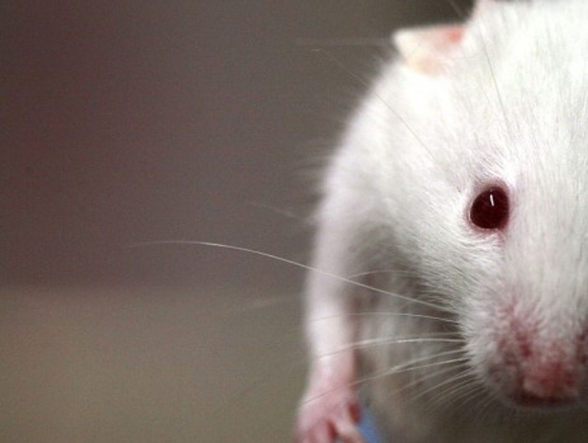 Horny lab mouse