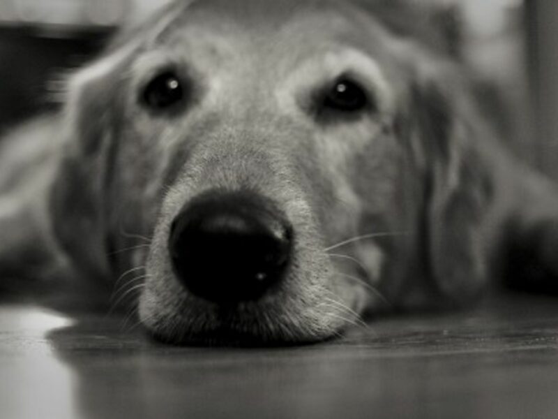 How Dogs Can Help Owners Overcome Drug Addiction