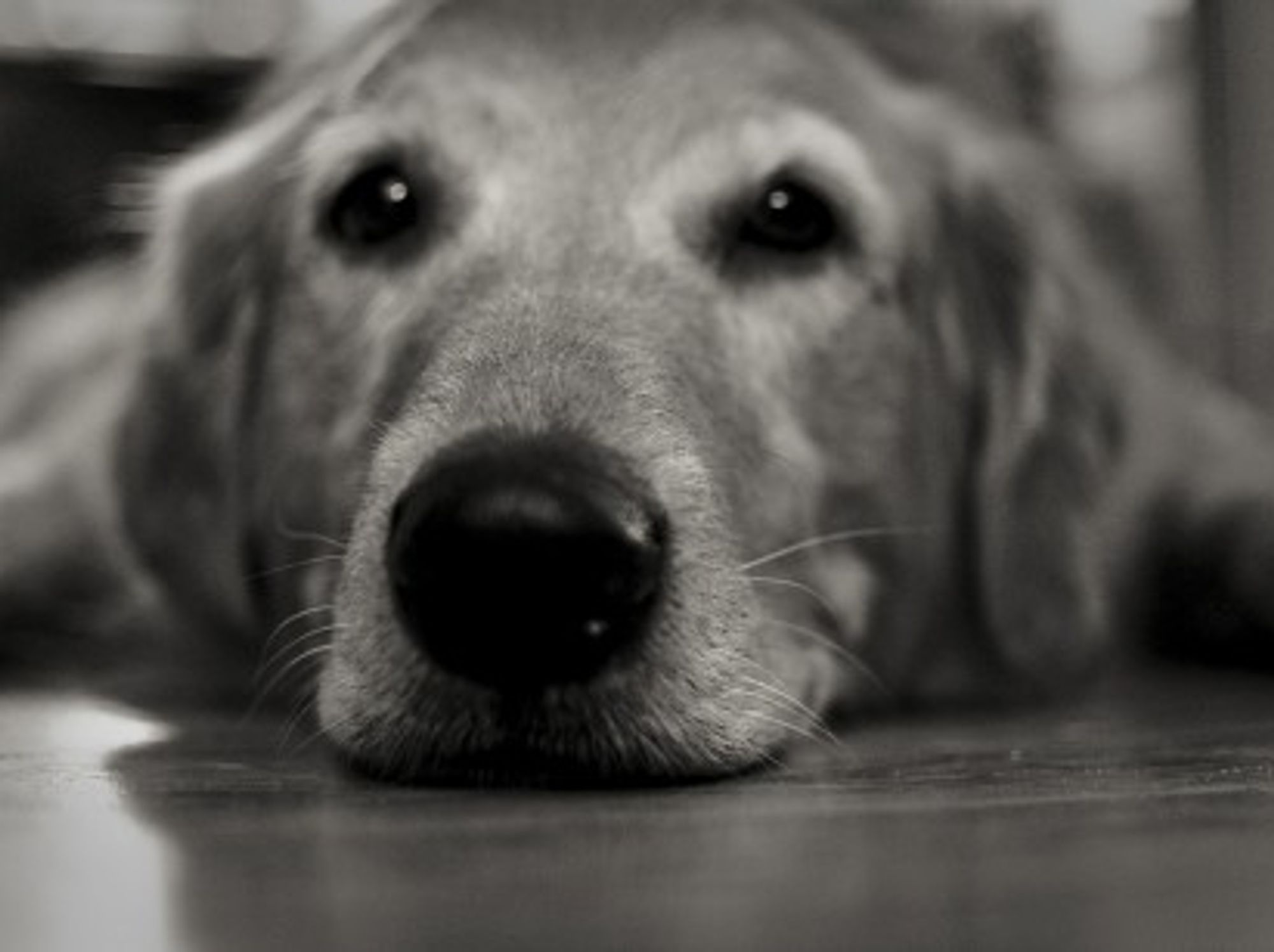 How Dogs Can Help Owners Overcome Drug Addiction
