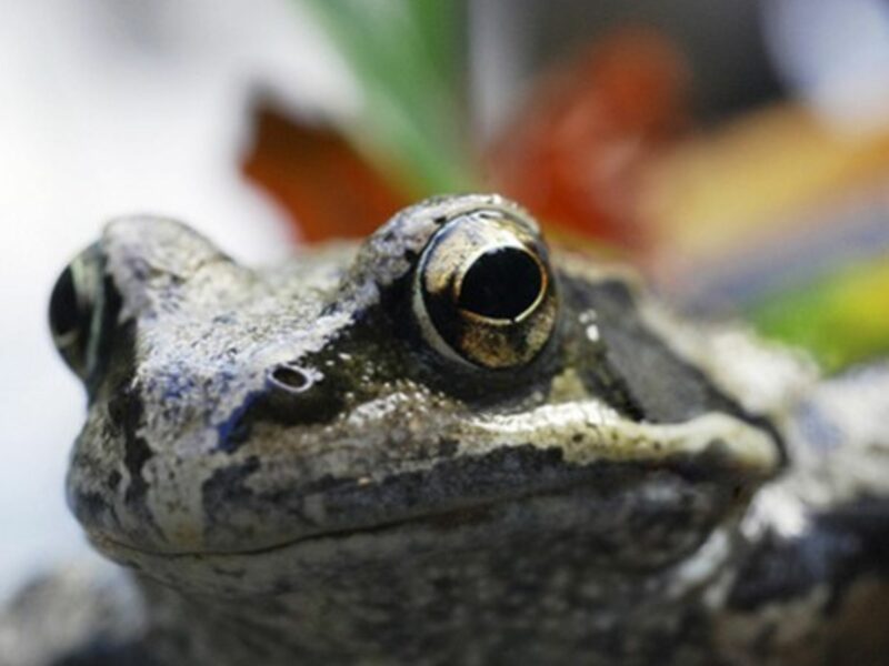 Humans Are Eating Frog Species Into Extinction