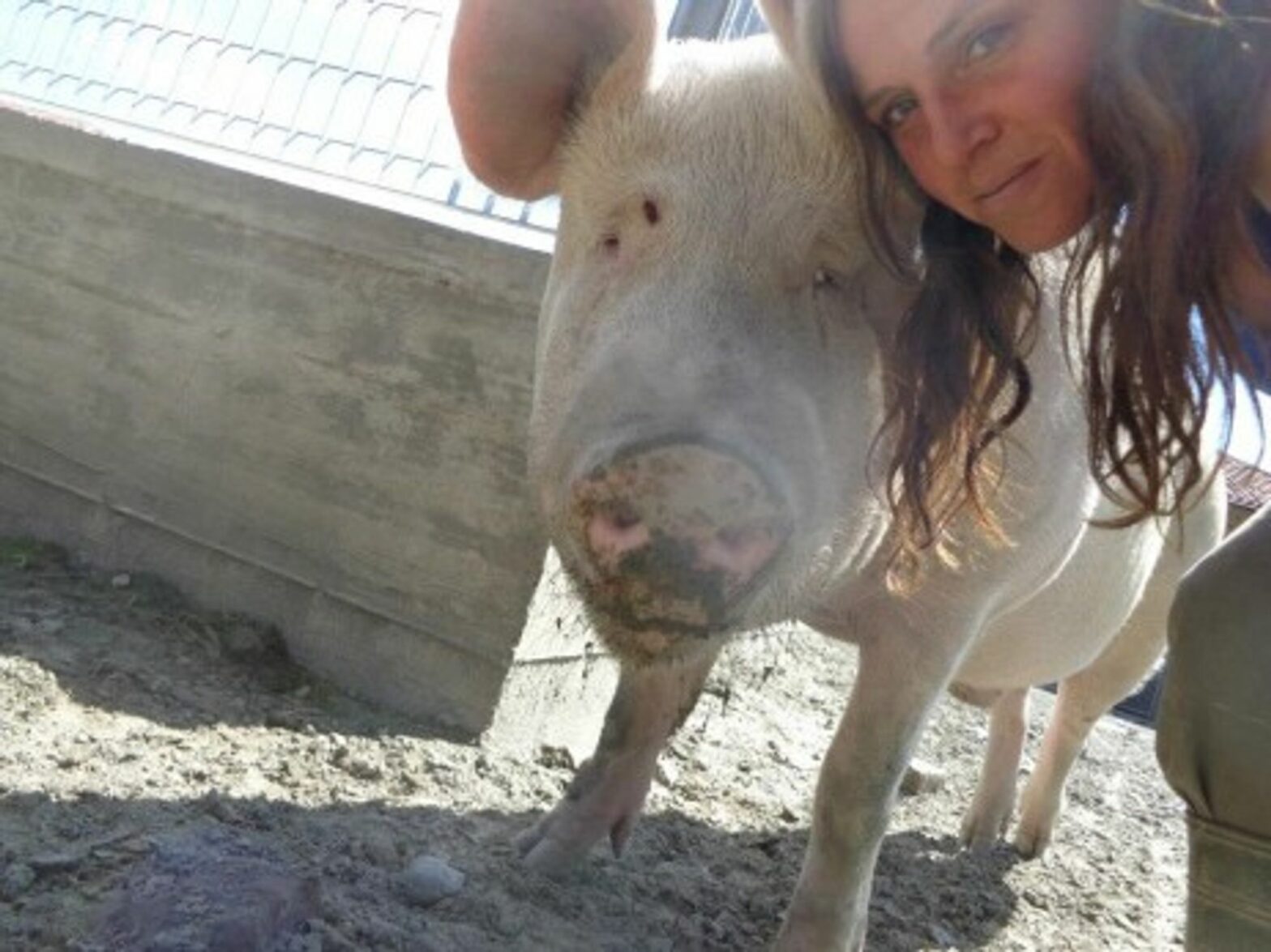 I Am Not Prosciutto: Welcome To Italy's Pig Rescue Shelter