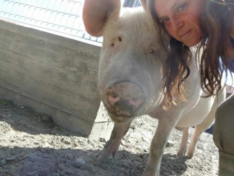 I Am Not Prosciutto: Welcome To Italy's Pig Rescue Shelter